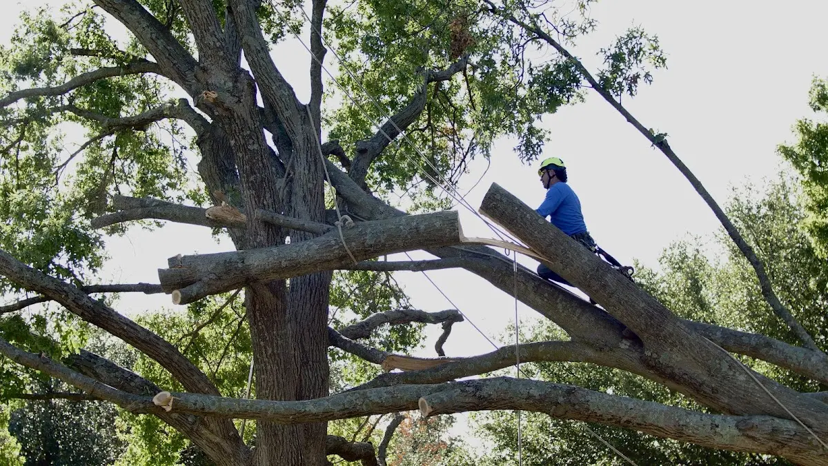 Professional Crown Thinning performed by certified arborists in Shelby