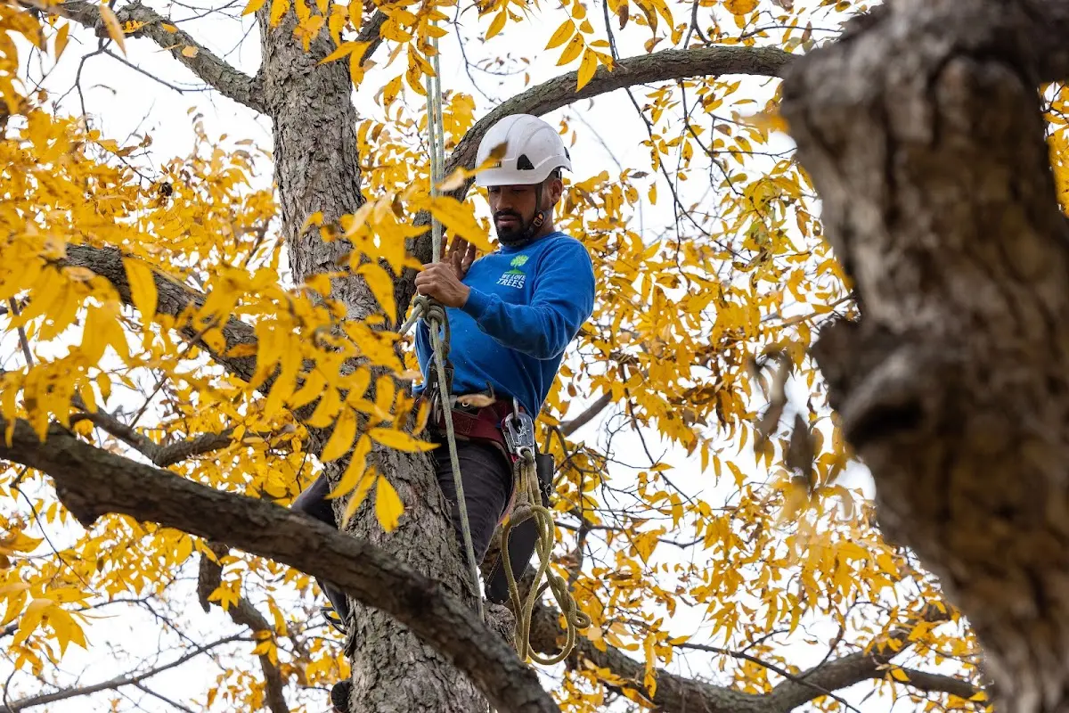 Skilled Tree Pruning crew working in Shelby